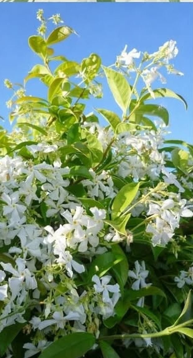 Jasmin, mlada sadnica