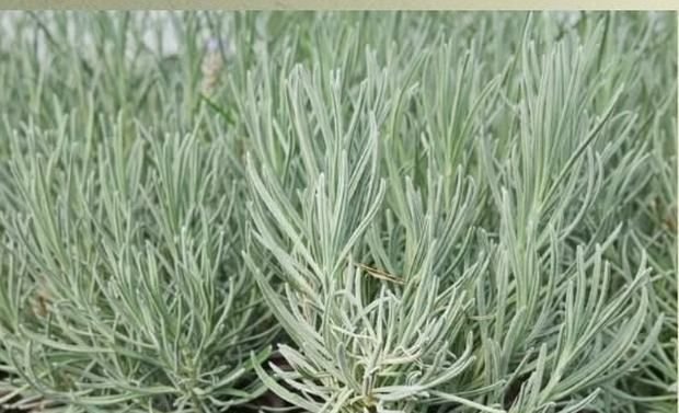 Lavanda u saksijama